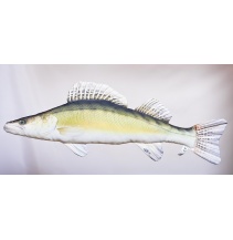 Candát obecný  - 77 cm polštářek