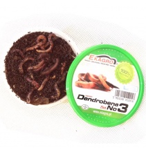 dendrobena č.3