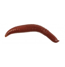 Červ Pinched Crawler Floating Berkley Gulp! 5cm