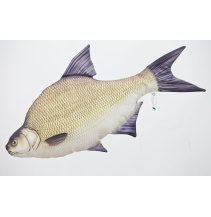 Cejn Velký - 65 cm polštářek